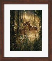 Whitetail Deer - A Golden Moment Fine Art Print