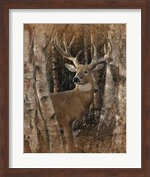 Whitetail Deer - Birchwood Buck Fine Art Print