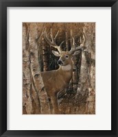 Whitetail Deer - Birchwood Buck Fine Art Print