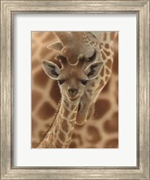 Newborn Giraffe Fine Art Print