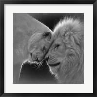 White Lion Love - B&W Fine Art Print