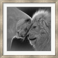 White Lion Love - B&W Fine Art Print