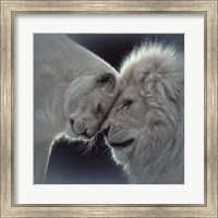 White Lion Love Fine Art Print