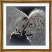 White Lion Love Fine Art Print