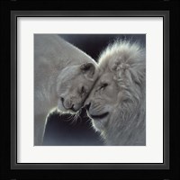 White Lion Love Fine Art Print