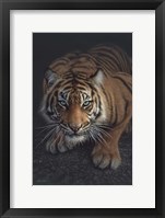 Crouching Tiger - Vertical Fine Art Print