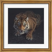 Crouching Tiger Fine Art Print