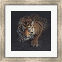 Crouching Tiger Fine Art Print