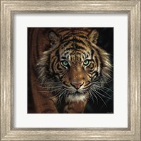 Eye of the Tiger - Square Fine Art Print