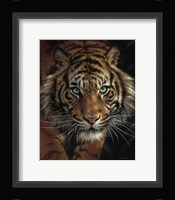 Eye of the Tiger Fine Art Print