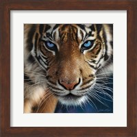 Tiger - Blue Eyes Fine Art Print