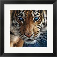Tiger - Blue Eyes Fine Art Print