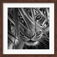 Tiger - Blue Eyes Bamboo - B&W Fine Art Print