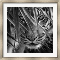 Tiger - Blue Eyes Bamboo - B&W Fine Art Print