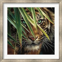 Tiger Eyes Fine Art Print