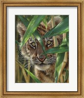 Tiger Cub - Peekaboo Fine Art Print