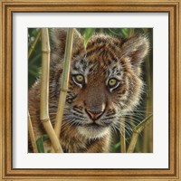 Tiger Cub - Discovery Fine Art Print