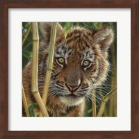 Tiger Cub - Discovery Fine Art Print