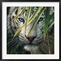 White Tiger Bamboo Forest Fine Art Print