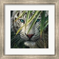 White Tiger Bamboo Forest Fine Art Print