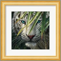 White Tiger Bamboo Forest Fine Art Print