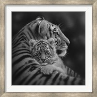 Tiger Mother and Cub - Cherished - B&W Fine Art Print