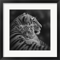 Tiger Mother and Cub - Cherished - B&W Framed Print