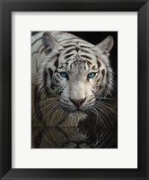 White Tiger - Into the Light Fine Art Print
