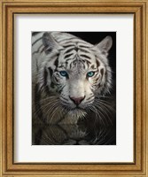 White Tiger - Into the Light Fine Art Print