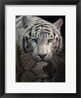 White Tiger - Into the Light Fine Art Print