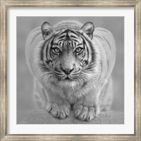 White Tiger - Wild Intentions - B&W Fine Art Print