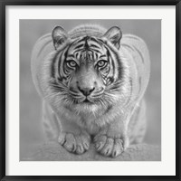 White Tiger - Wild Intentions - B&W Fine Art Print