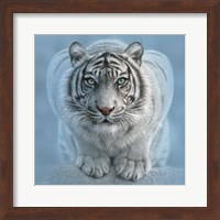 White Tiger - Wild Intentions Square Fine Art Print