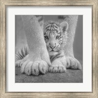 White Tiger Cub - Sheltered - B&W Fine Art Print