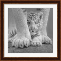 White Tiger Cub - Sheltered - B&W Fine Art Print