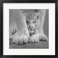 White Tiger Cub - Sheltered - B&W Fine Art Print