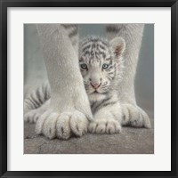 White Tiger Cub - Sheltered Fine Art Print