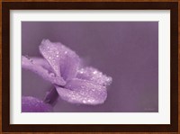 Purple Dew Fine Art Print