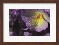 Purple Pansy Fine Art Print