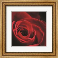 The Red Rose I Fine Art Print