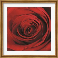 The Red Rose II Fine Art Print