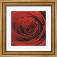 The Red Rose II Fine Art Print