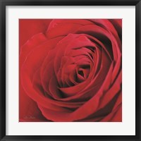 The Red Rose III Fine Art Print