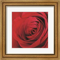 The Red Rose III Fine Art Print