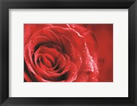 Red Rose After Rain Fine Art Print