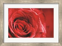 Red Rose After Rain Fine Art Print