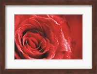 Red Rose After Rain Fine Art Print