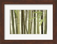 Backlit Bamboo I Fine Art Print