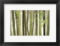 Backlit Bamboo I Fine Art Print