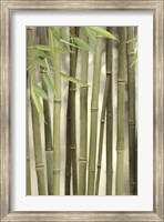 Backlit Bamboo II Fine Art Print